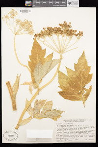 Heracleum maximum image