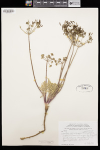 Lomatium macrocarpum image