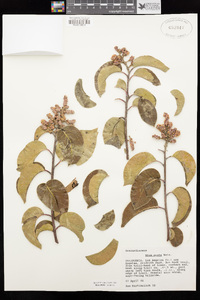 Rhus ovata image