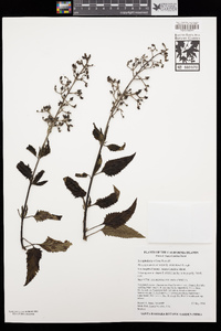 Scrophularia villosa image