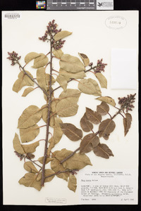 Rhus ovata image