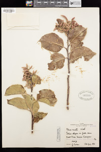 Rhus ovata image