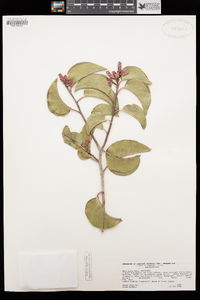 Rhus ovata image