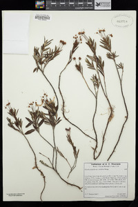 Kalmia polifolia subsp. polifolia image