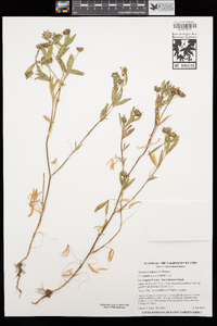 Trifolium gracilentum var. palmeri image