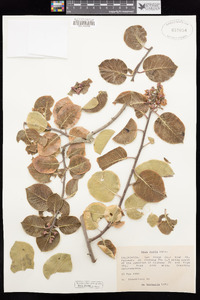 Rhus ovata image