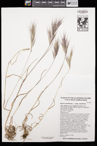 Bromus madritensis image