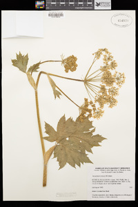 Heracleum maximum image