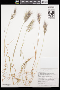 Bromus madritensis image