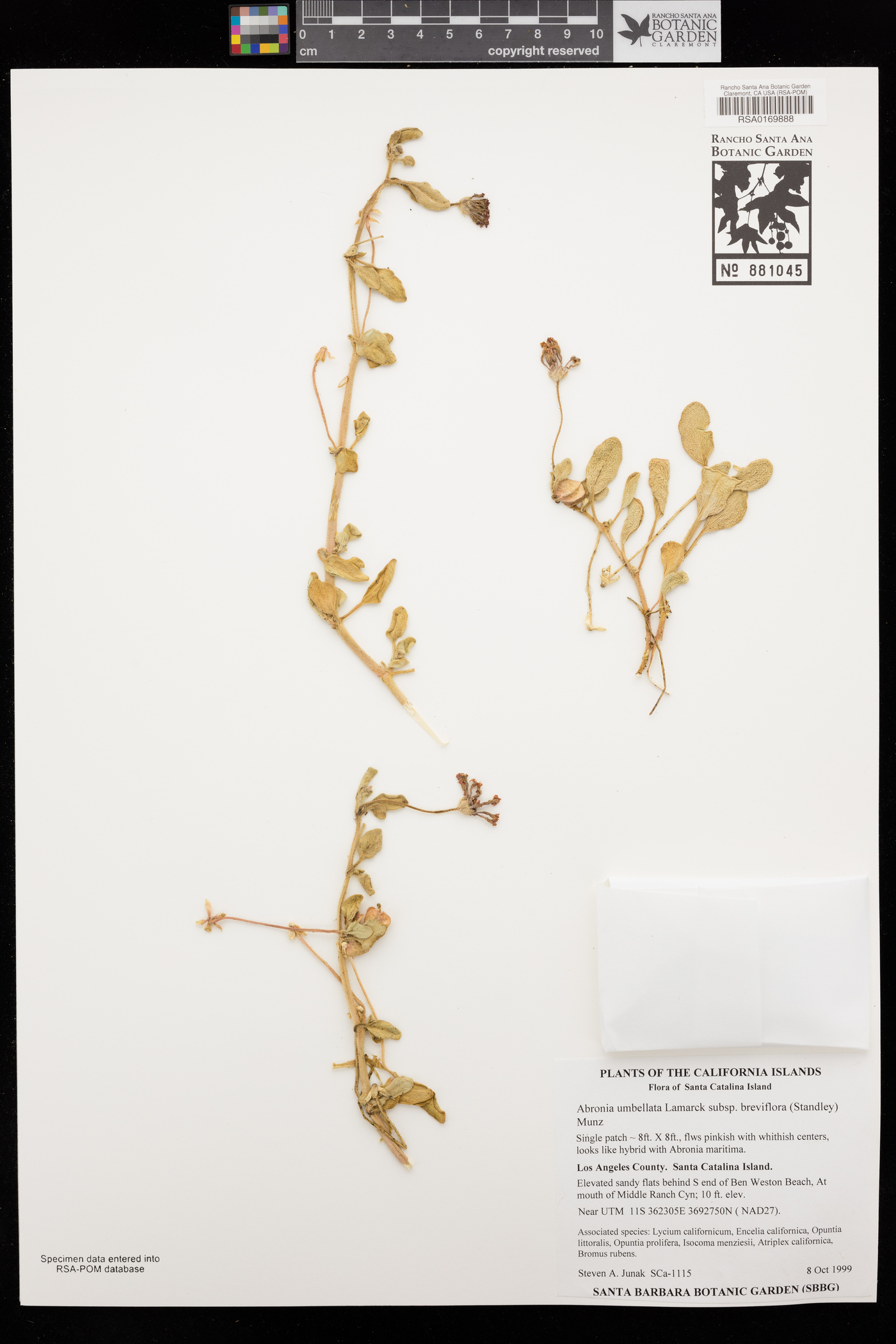 Abronia umbellata subsp. breviflora image