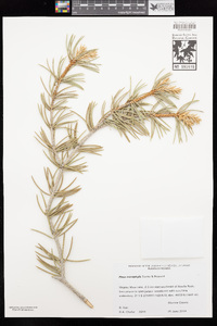 Pinus monophylla image