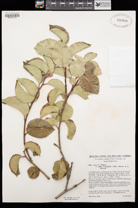 Rhus ovata image