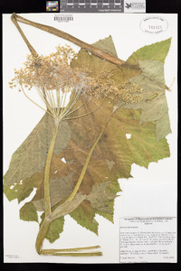 Heracleum maximum image