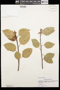 Rhus ovata image