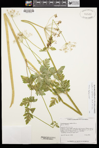 Ligusticum apiifolium image