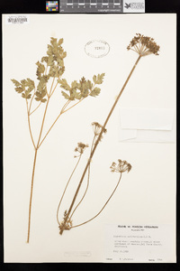Ligusticum californicum image