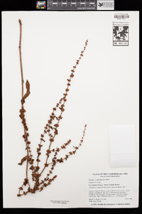 Rumex conglomeratus image