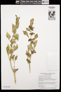 Chenopodium macrospermum image