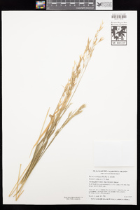 Bromus sitchensis var. carinatus image