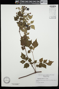 Ampelopsis arborea image