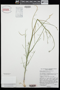 Eulobus californicus image