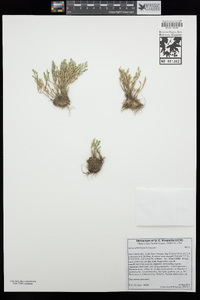 Selaginella bigelovii image