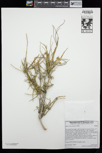 Ephedra nevadensis image