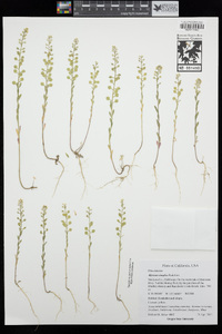 Alyssum simplex image