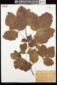 Toxicodendron diversilobum image