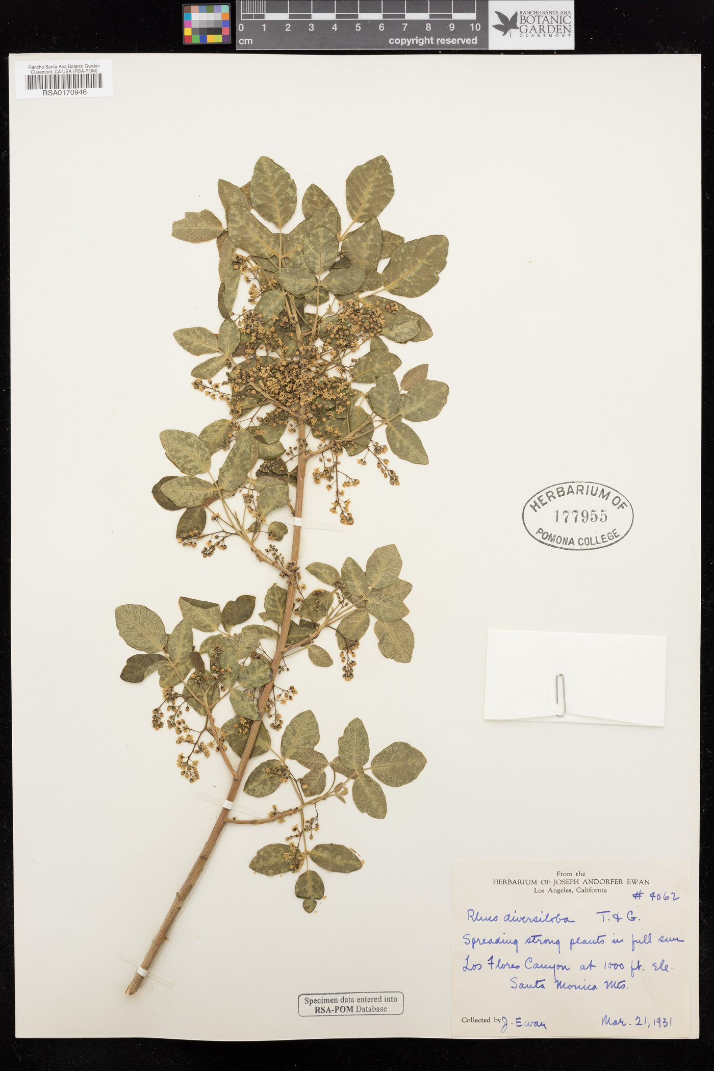 Toxicodendron diversilobum image