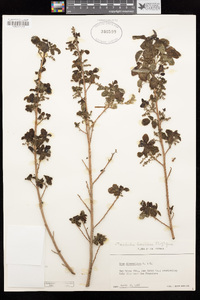 Toxicodendron diversilobum image