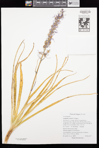 Camassia cusickii image