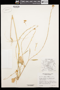 Brassica nigra image