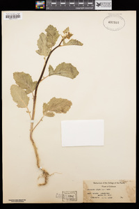 Brassica nigra image