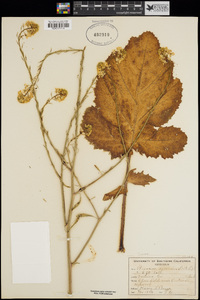 Brassica rapa image