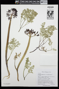 Lomatium minus image