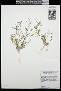 Gilia leptantha subsp. transversa image