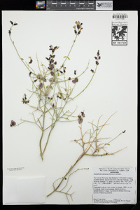 Scutellaria mexicana image