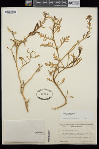 Cakile maritima subsp. maritima image