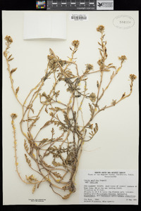 Cakile maritima subsp. maritima image