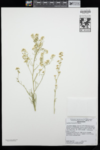 Lepidium fremontii image