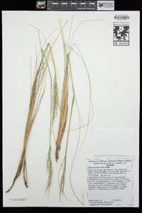 Stipa speciosa image