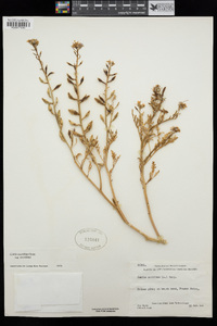 Cakile maritima subsp. maritima image