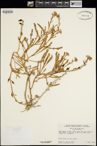 Cakile maritima subsp. maritima image