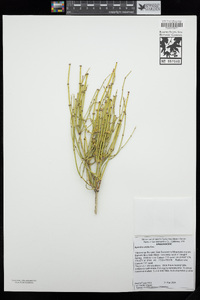 Ephedra viridis image