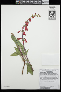 Penstemon eatonii subsp. undosus image