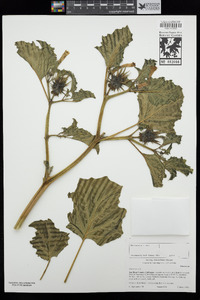 Datura quercifolia image