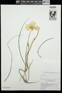 Calochortus splendens image