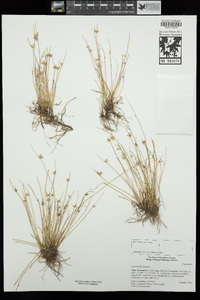 Cyperus laevigatus image