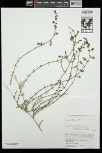 Galium angustifolium image